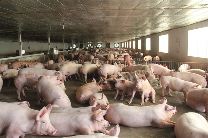 Tổng hợp 98 hình về mô hình chuồng lợn thịt  NEC