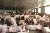 Chủ trang trang trại nuôi heo ở Đắk Nông bị xử phạt gần 150 triệu đồng