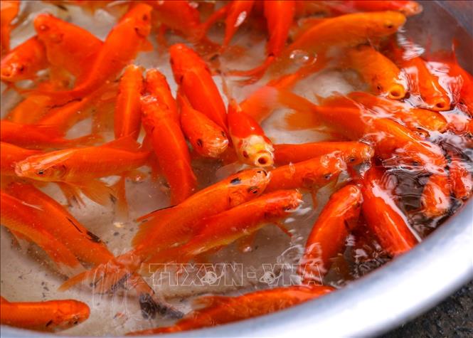 Người dân Thủ đô chuẩn bị đồ cúng ông Công, ông Táo