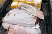 Tịch thu, tiêu hủy gần 400kg ức gà và nội tạng động vật bẩn sắp tuồn ra thị trường