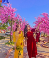 Giới trẻ diện áo dài check - in tại đường hoa xuân Đà Nẵng