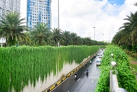 Năm Quý Mão 2023, Hà Nội sẽ trồng mới 250 000 cây xanh