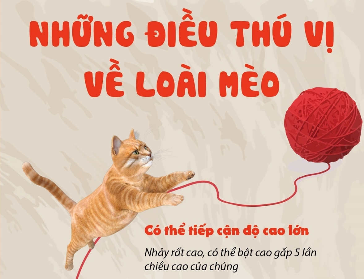 Những điều thú vị về loài mèo