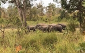 Đàn voi rừng ở Đắk Lắk lao vào Trung tâm bảo tồn voi để giành thức ăn