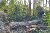 Khởi tố, bắt tạm giam nhiều đối tượng phá rừng ở Lâm Đồng