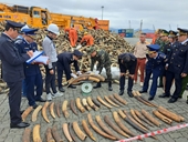 Phát hiện, thu giữ gần 130kg ngà voi nhập khẩu trái phép từ Châu Phi