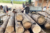 Yêu cầu điều tra, xử lý nghiêm vụ khai thác rừng tại Phi Liêng