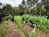 Người đàn ông trồng hơn 2 000 cây thuốc phiện trong vườn nhà