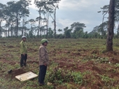 Điều tra hàng nghìn cây thông non mới trồng bị nhổ, hủy hoại ở Đắk Nông