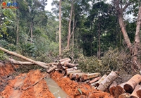 Điều tra vụ phá rừng trái phép tại núi Đá Đen, Khánh Hòa sau phản ánh của Báo Bảo vệ pháp luật