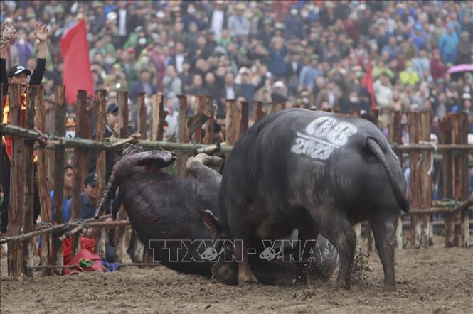 Lễ hội chọi trâu truyền thống ở Hải Lựu, Vĩnh Phúc