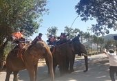 Dừng dịch vụ cưỡi voi tại một Trung tâm du lịch ở Đắk Lắk