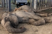 Kiểm sát khám nghiệm vụ cá thể voi chết tại huyện Buôn Đôn