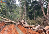 Sau phản ánh của Báo Bảo vệ pháp luật Tỉnh Khánh Hòa yêu cầu xử lý triệt để vụ phá rừng trên núi Đá Đen