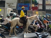CSGT xử phạt nam thanh niên cưỡi ngựa trên đường phố