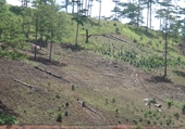 Chiếm gần 1,8 ha đất rừng sản xuất bị phạt 105 triệu đồng