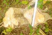 Khẩn trương điều tra, xử lý vụ 125 cây gỗ rừng bị cưa hạ ở Gia Lai