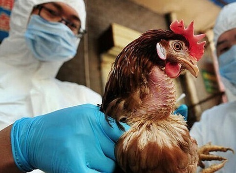 Đề nghị kiểm soát đường mòn, lối mở ngăn cúm A H5N1