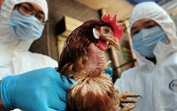 Kiểm soát chặt nguy cơ xâm nhập cúm gia cầm H5N1 vào nước ta