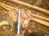 Khởi tố vụ án lâm tặc cưa hạ 149 cây gỗ rừng ở Gia Lai