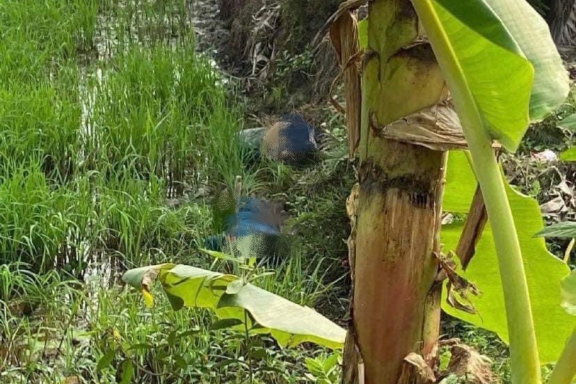 Rủ nhau đi bắt cá đêm, 2 thanh niên nghi vướng vào bẫy điện diệt chuột tử vong