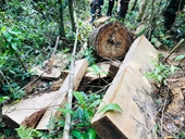 “Lâm tặc” tiếp tục phá rừng quy mô lớn ở Gia Lai