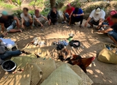 Cảnh sát đột kích tụ điểm đá gà trong vườn dừa, con bạc nháo nhào tháo chạy