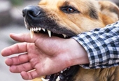 Chó dại cắn khiến 1 người tử vong, 8 người khác phải điều trị