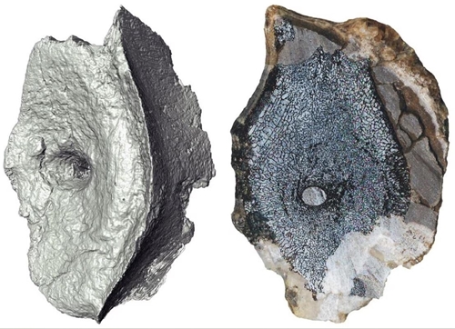 Các nhà khoa học tìm thấy hóa thạch lâu đời nhất của loài bò sát biển cổ đại ở Bắc Cực