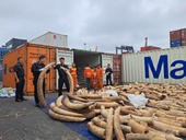 CLIP Thu giữ khoảng 7 tấn ngà voi nhập lậu lớn nhất từ trước đến nay