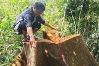 Khám nghiệm hiện trường vụ hàng loạt cây cổ thụ bị chặt phá tại rừng phòng hộ Vân Canh, Bình Định