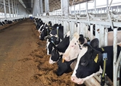 Xử phạt Công ty bò sữa công nghệ cao Phú Yên 560 triệu đồng