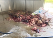 Phát hiện 5 tấn thịt, nội tạng lợn bốc mùi dưới nền nhà