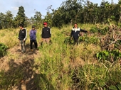 Phê chuẩn khởi tố 3 đối tượng hủy hoại 19 000m2 rừng ở Đắk Lắk