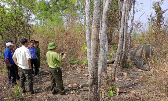 Thêm 1 cá thể voi nhà chết tại Buôn Đôn