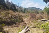 Điều tra, xử lý hàng loạt vụ hủy hoại rừng tại huyện Sơn Hòa, Phú Yên