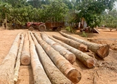 Phát hiện một vụ khai thác rừng trái phép tại Đồng Nai
