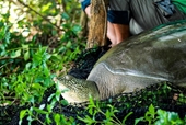 Rùa Hoàn Kiếm khổng lồ quý hiếm ở hồ Đồng Mô đã chết