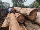 Bắt xe ô tô chở hơn 23 m3 gỗ lậu ở Gia Lai
