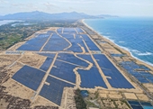 Bamboo Capital có dự án điện mặt trời được công nhận vận hành thương mại