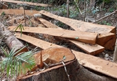 Phát hiện 52 cây gỗ rừng tự nhiên bị cắt hạ trái phép ở Gia Lai