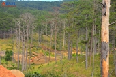 Lâm Đồng yêu cầu kiểm tra, xử lý nạn đầu độc rừng thông ba lá