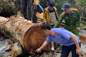 Điều tra nhóm đối tượng khai thác gỗ trái phép tại rừng phòng hộ đầu nguồn ở Lai Châu