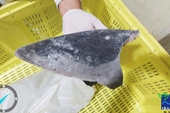 Brazil thu giữ lô hàng từ việc sát hại khoảng 10 000 con cá mập
