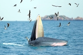 Cảnh tượng cá voi bắt mồi hiếm thấy lại xuất hiện gần bờ tại biển Bình Định