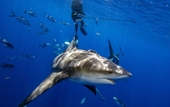 Nam thiếu niên 15 tuổi bị cá mập tấn công khi đang lướt sóng

​