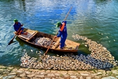 Cá chết trắng mặt hồ An Biên - TP Hải Phòng