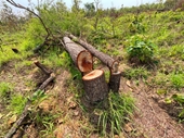 Khẩn trương điều tra, xử lý nghiêm vụ phá rừng ở Lâm Hà