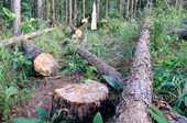 Tỉnh Lâm Đồng yêu cầu điều tra vụ rừng thông ba lá bị chặt hạ trái phép tại huyện Lâm Hà