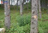 Yêu cầu tạm đình chỉ công tác 2 Chủ tịch xã để xảy ra phá rừng